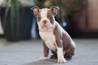 Missy, a female Boston Terrier for sale in Dundee, OH – Photo 5 of 5