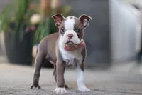 Missy, a female Boston Terrier for sale in Dundee, OH – Photo 3 of 5