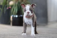 Missy, a female Boston Terrier for sale in Dundee, OH – Photo 2 of 5