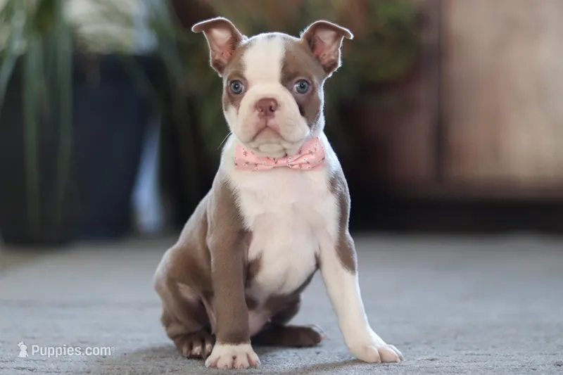 Missy – Boston Terrier puppy for sale in Dundee, OH