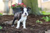 Maverick, a male Boston Terrier for sale in Dundee, OH – 8 of 9