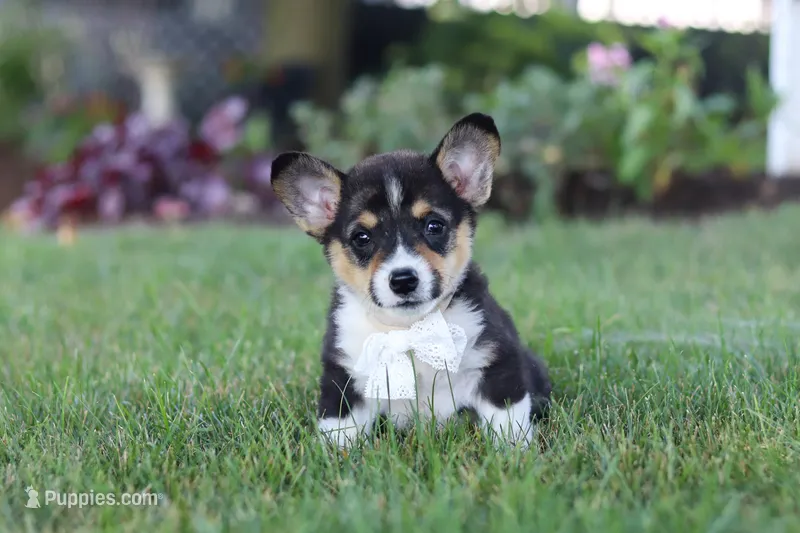Diamond – Pembroke Welsh Corgi puppy for sale in Dundee, OH