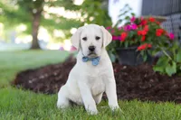 Kurt, a male Labrador Retriever for sale in Dundee, OH – 3 of 10