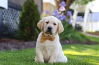 Buster, a male Labrador Retriever for sale in Dundee, OH – 2 of 10