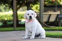 Kathy, a female Labrador Retriever for sale in Dundee, OH – 2 of 10