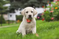 Beth, a female Labrador Retriever for sale in Dundee, OH – 6 of 7