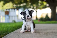 Seth, a male Boston Terrier for sale in Dundee, OH – 3 of 8