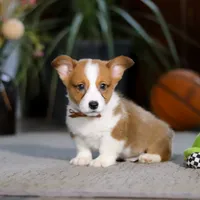 Herman, a male Pembroke Welsh Corgi for sale in Dundee, OH – Photo 2 of 5