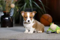 Herman, a male Pembroke Welsh Corgi for sale in Dundee, OH – Photo 2 of 5