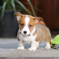 Herman, a male Pembroke Welsh Corgi for sale in Dundee, OH – Photo 4 of 5