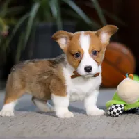 Herman, a male Pembroke Welsh Corgi for sale in Dundee, OH – Photo 3 of 5