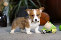 Herman, a male Pembroke Welsh Corgi for sale in Dundee, OH – Photo 3 of 5