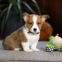 Herman, a male Pembroke Welsh Corgi for sale in Dundee, OH – Photo 5 of 5