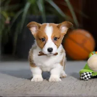 Herman, a male Pembroke Welsh Corgi for sale in Dundee, OH – Photo 1 of 5