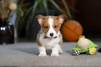 Herman, a male Pembroke Welsh Corgi for sale in Dundee, OH – Photo 1 of 5