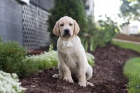 Bela, a female Labrador Retriever for sale in Dundee, OH – 1 of 5
