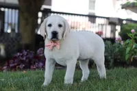 Sally, a female Labrador Retriever for sale in Dundee, OH – 5 of 6