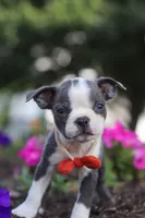 Bradie, a male Boston Terrier for sale in Dundee, OH – 4 of 9