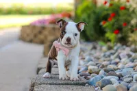 Sammy, a female Boston Terrier for sale in Dundee, OH – 2 of 10