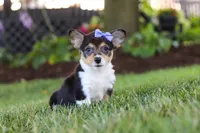 Debbie, a female Pembroke Welsh Corgi for sale in Dundee, OH – 7 of 8
