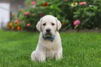 Bennie, a male Labrador Retriever for sale in Dundee, OH – 4 of 7