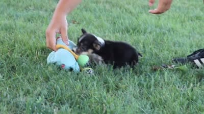 Diamond, a male Pembroke Welsh Corgi for sale in Dundee, OH – 10 of 10