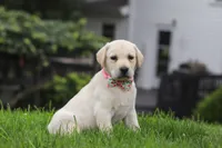 Betsy, a female Labrador Retriever for sale in Dundee, OH – 3 of 7