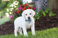 Kurt, a male Labrador Retriever for sale in Dundee, OH – 2 of 10