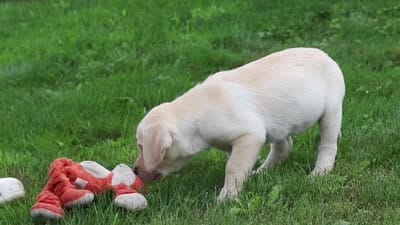Bela, a female Labrador Retriever for sale in Dundee, OH – 7 of 7