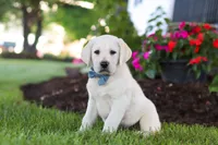 Kurt, a male Labrador Retriever for sale in Dundee, OH – 5 of 10