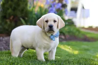 Benny, a male Labrador Retriever for sale in Dundee, OH – 6 of 7