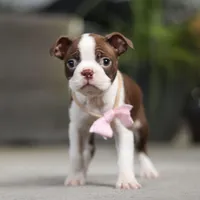 Sherry, a female Boston Terrier for sale in Dundee, OH – Photo 2 of 7