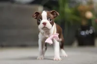 Sherry, a female Boston Terrier for sale in Dundee, OH – Photo 2 of 7