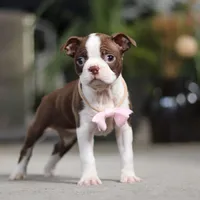 Sherry, a female Boston Terrier for sale in Dundee, OH – Photo 6 of 7