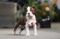 Sherry, a female Boston Terrier for sale in Dundee, OH – Photo 6 of 7