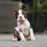 Sherry, a female Boston Terrier for sale in Dundee, OH – Photo 3 of 7