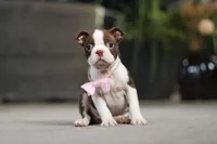 Sherry, a female Boston Terrier for sale in Dundee, OH – Photo 3 of 7