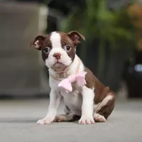 Sherry, a female Boston Terrier for sale in Dundee, OH – Photo 4 of 7