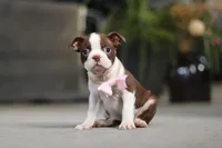 Sherry, a female Boston Terrier for sale in Dundee, OH – Photo 4 of 7