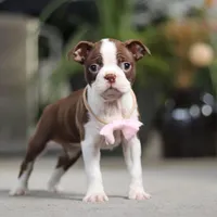 Sherry, a female Boston Terrier for sale in Dundee, OH – Photo 7 of 7