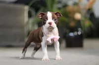 Sherry, a female Boston Terrier for sale in Dundee, OH – Photo 7 of 7