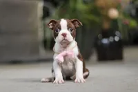 Sherry, a female Boston Terrier for sale in Dundee, OH – Photo 1 of 7