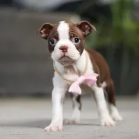 Sherry, a female Boston Terrier for sale in Dundee, OH – Photo 5 of 7