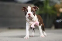 Sherry, a female Boston Terrier for sale in Dundee, OH – Photo 5 of 7