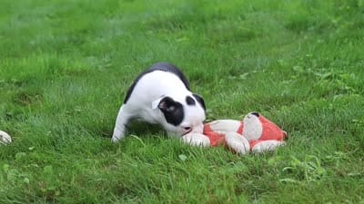 Sherry, a female Boston Terrier for sale in Dundee, OH – 6 of 6