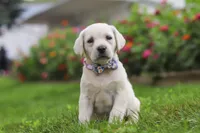 Breanna, a female Labrador Retriever for sale in Dundee, OH – 2 of 7