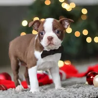 Molly, a female Boston Terrier for sale in Dundee, OH – Photo 7 of 9