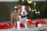Molly, a female Boston Terrier for sale in Dundee, OH – Photo 7 of 9