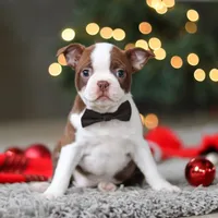 Molly, a female Boston Terrier for sale in Dundee, OH – Photo 5 of 9