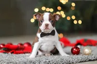 Molly, a female Boston Terrier for sale in Dundee, OH – Photo 5 of 9